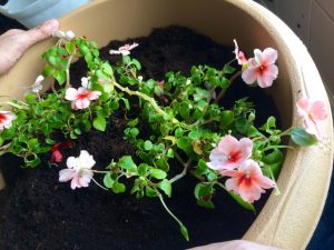 インパチェンスの花１